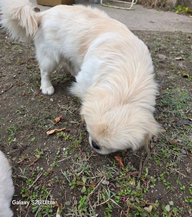 Продавам Пекинези