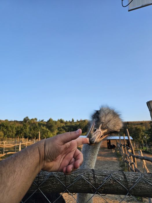 Vând struți de 1 an