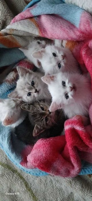 OnasischotishStraight,bolalari 2taoq 1tatigroviyrang 2oylik hamasi