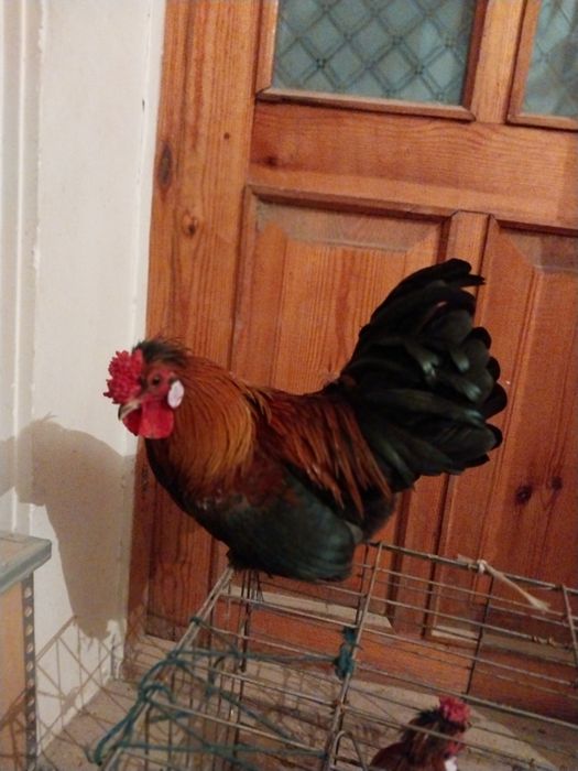 Япон хороз ва товуклар