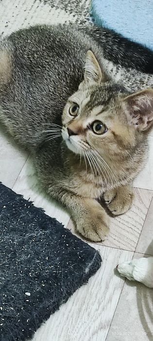 Котята скоттиш страйт