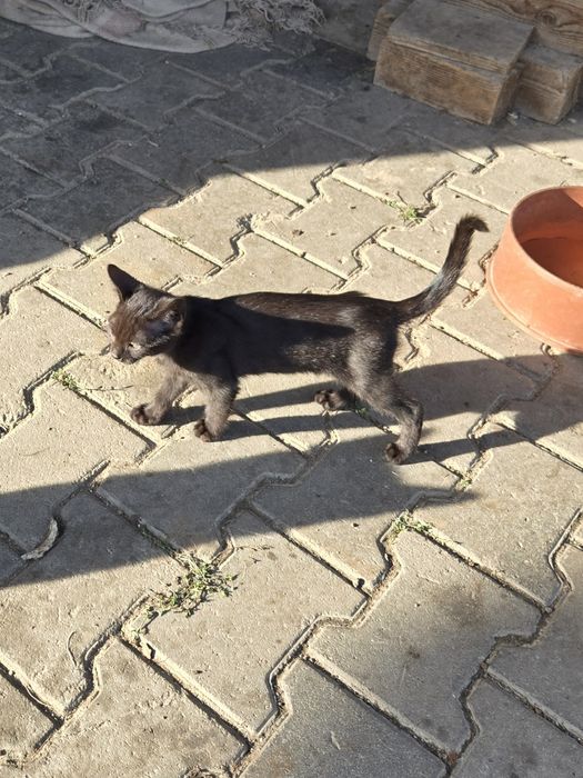 Pui de pisica ,4 fete și un băiat în vârstă de 3 luni