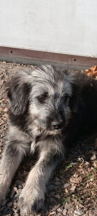 Отдам щенков в добрые, ответственные, любящие животных руки.