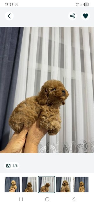 Мини той пуделя мальчики