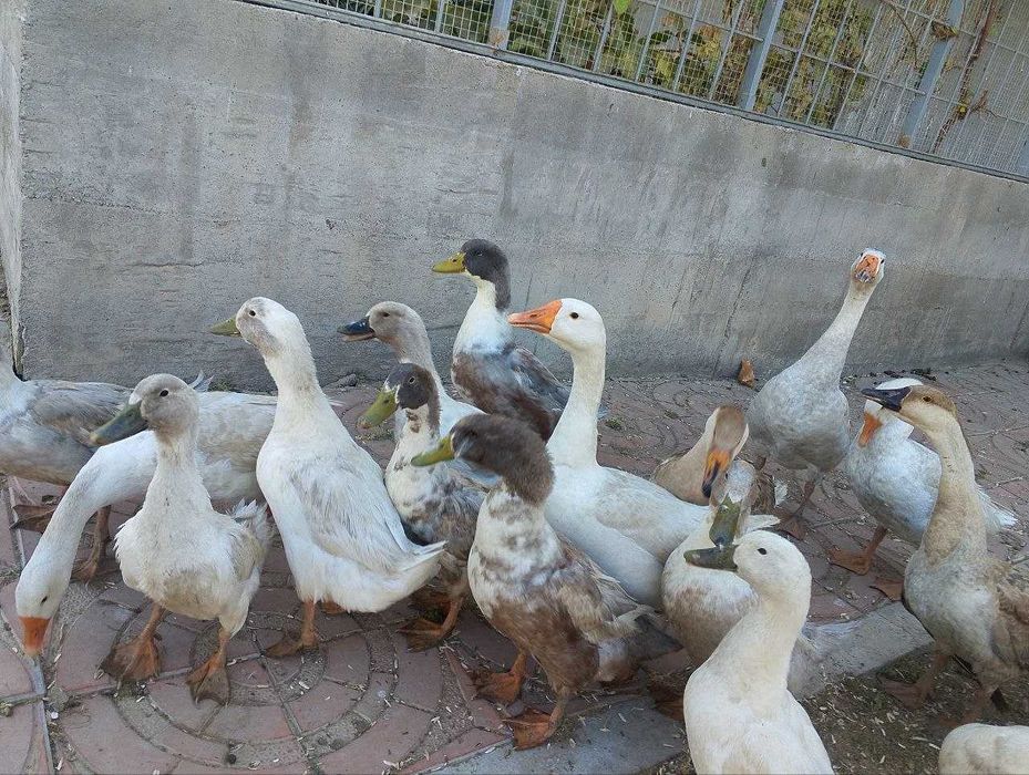 O'rdaklar va G'ozlar   Утки и Гуси