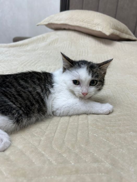 Ищет дом безумно милая маленькая кошечка