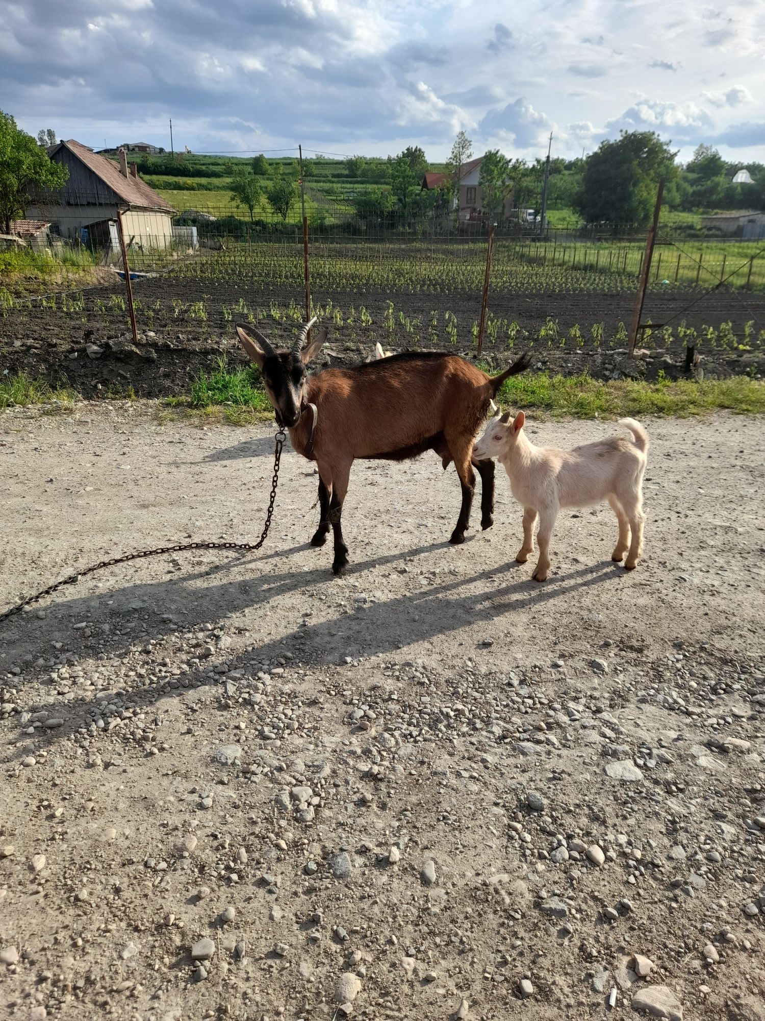 Vând capra alpin  francez