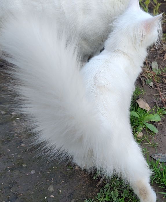 Бели котета, 4 мес.