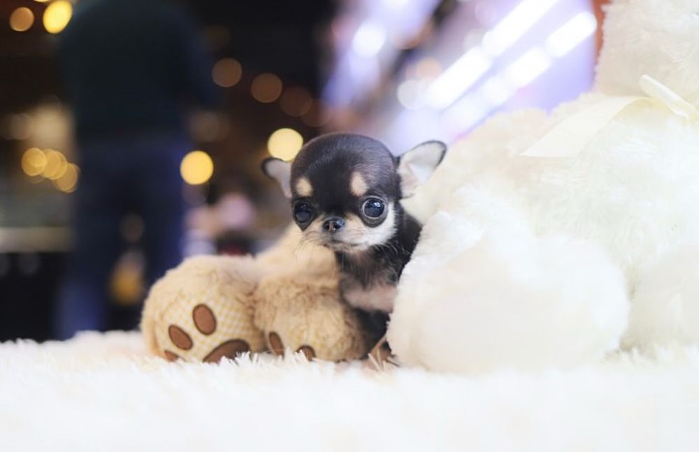 Chihuahua Mini Toy Apple head ( exemplare rare in Romania ) Pedigree