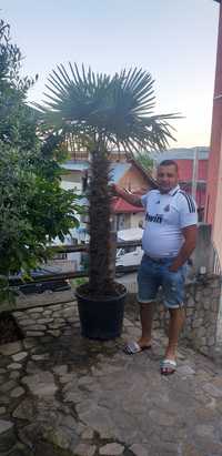 Vând palmier plante ornamentale
