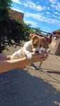 Vând Jack Russell Terrier