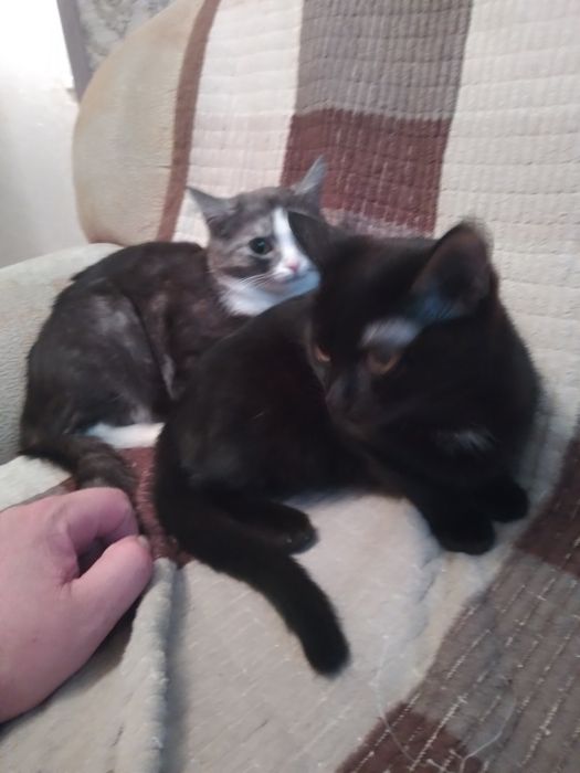 Заберите кто нибудь кошечек можно в разные руки  можно в одни кошки к