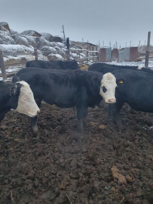 Тёлки) говядина) корова.