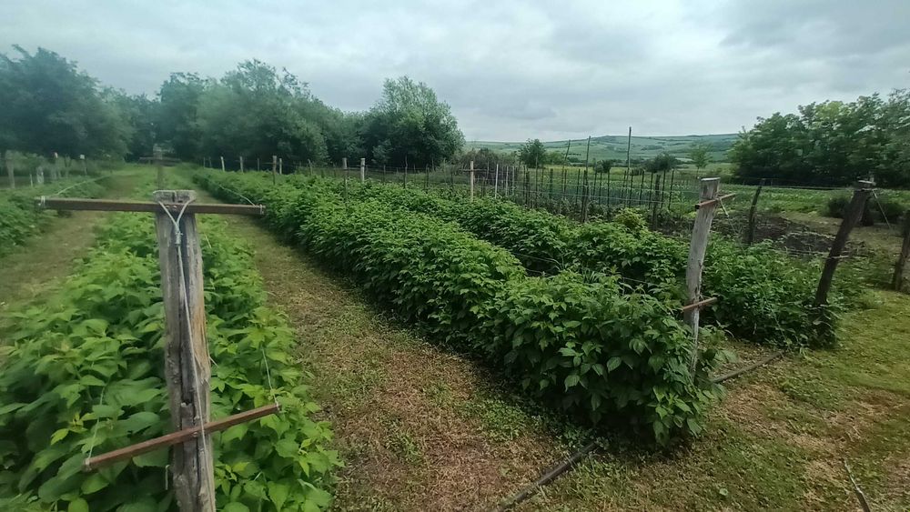 Butași zmeura polka