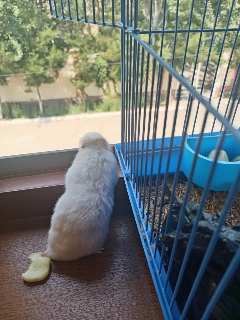 Хомяк  с клеткой.
