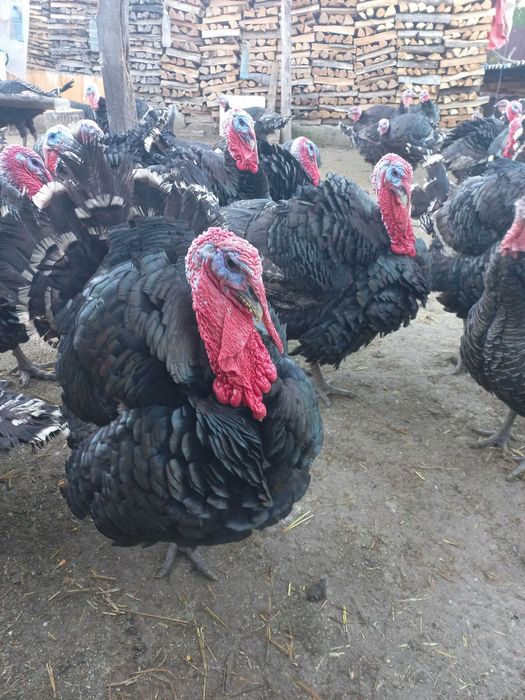 Curcani / Curci  10-20 kg