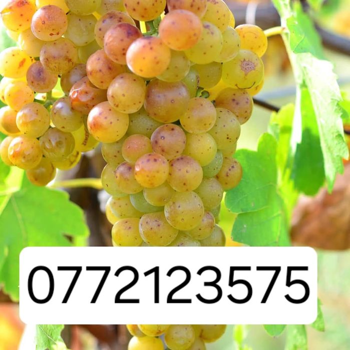 Butasi vita de vie hibrid și altoita