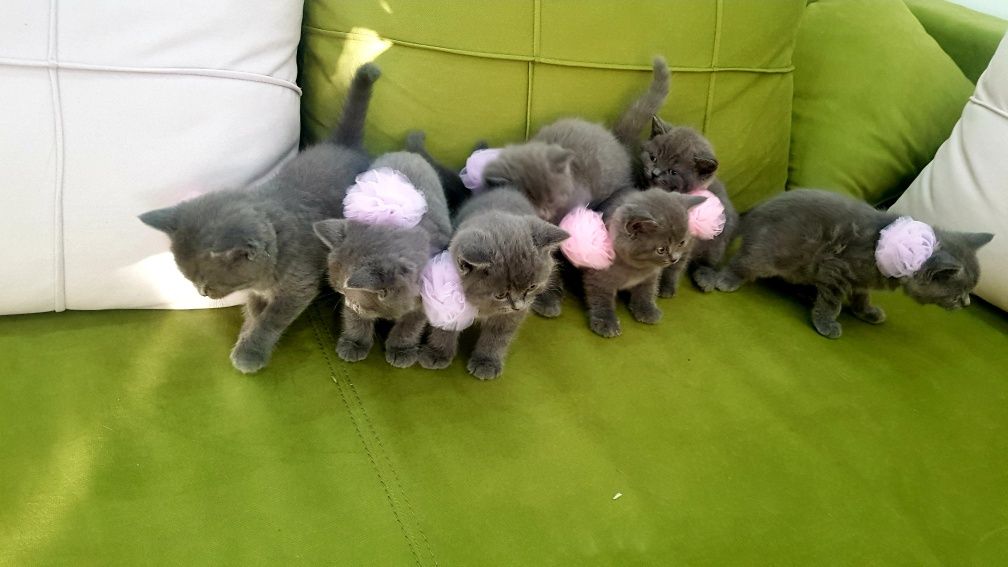 Британска късокосместа котка / British shorthair cat