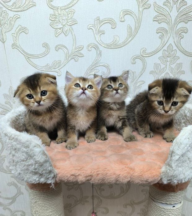 Продаются очаровательные котята с редким окрасом золотая шиншилла