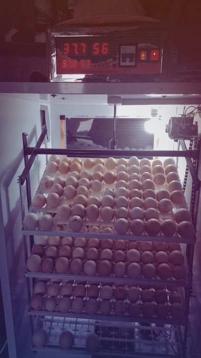 Ouă pentru incubat și pui