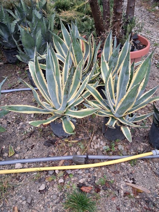 Vând plante ornametale