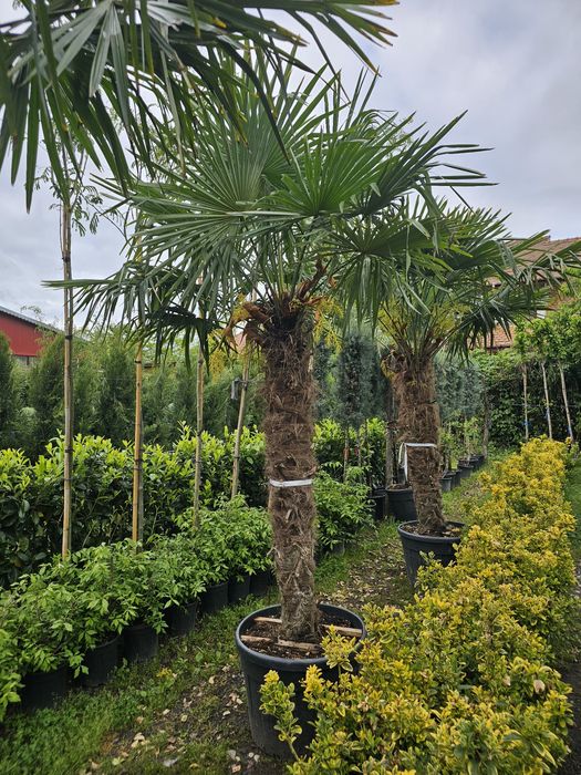 Spirale pon pon magnolia laur englezesc Photinia brazi pini enupar