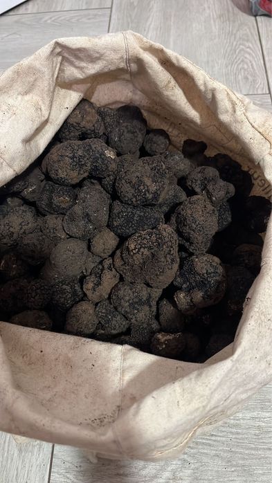 Trufe negre de iarnă