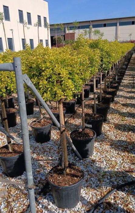 Plante ornamentale de diferite varietatii