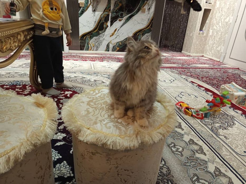 Невская маскерадная