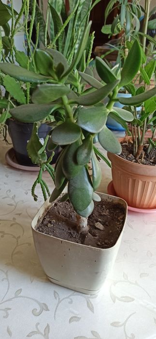 Комнатные  цветы