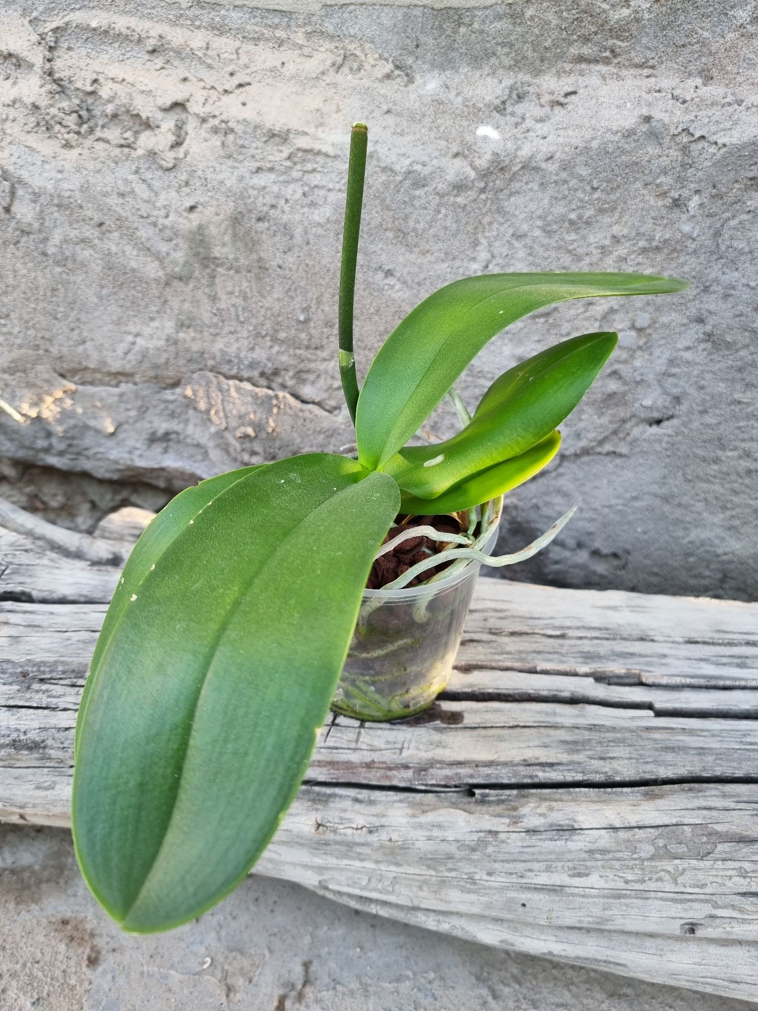 Отцветшие и отцветающие орхидеи (орхидея)