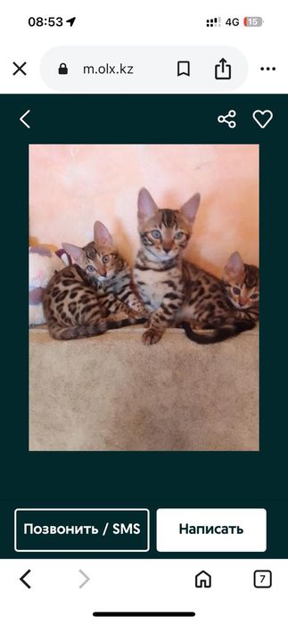 Продаются котята