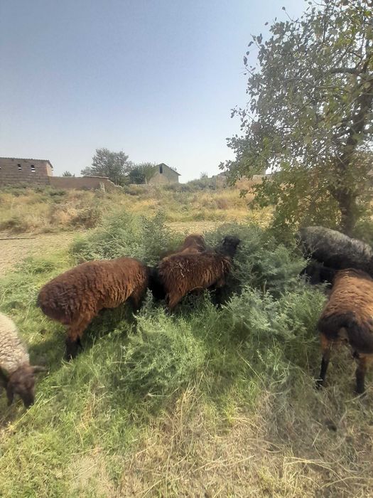 Nasillikga egiz qo'chqor sotiladi