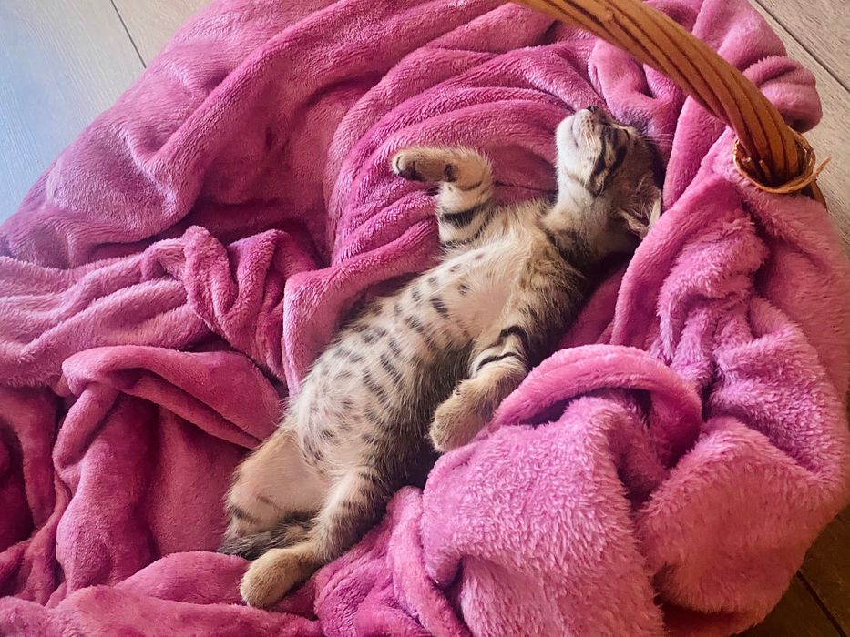 Подаряваме женско коте