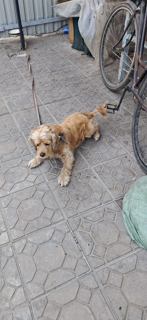 Кокер Спаниель английский