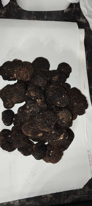 Черен Есенен Трюфел Продавам