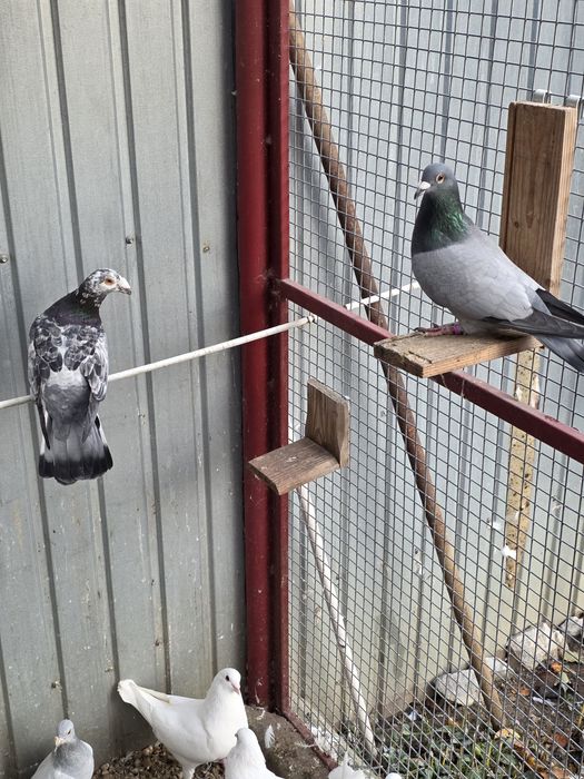 Porumbei hubble 21 de bucati  si alte rase