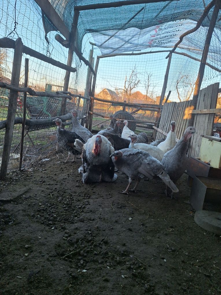 Ouă  de curca de casă