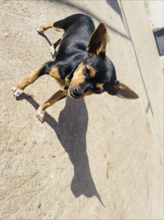 Продавам женски пинчер