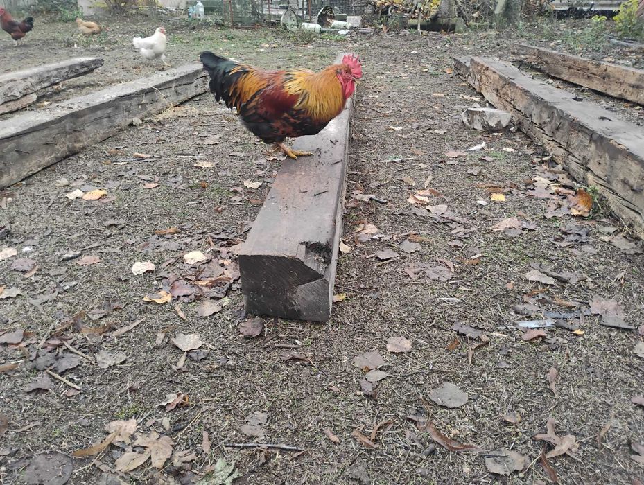 Дървени греди 20х20 см. 4 метра от 1908 година (много добро състояние)