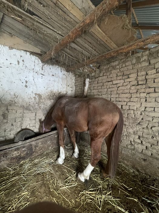 Ат сатылады срочна