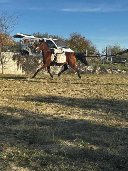 Чистокръвна Арабска кобила