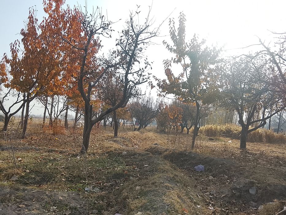 Bogʻ 15 sotix olma va gilos daraxtlari bor