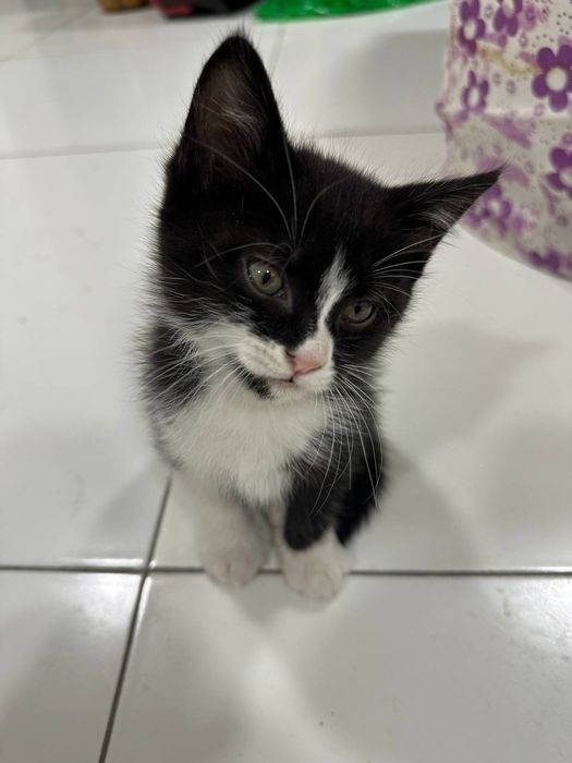 Продаётся котята