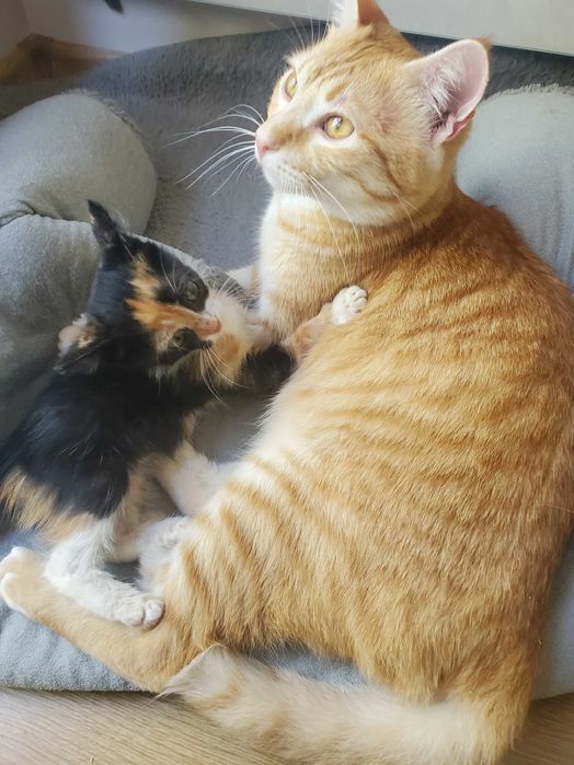 Очарователно момиченце от кафява дреха търси любящ дом