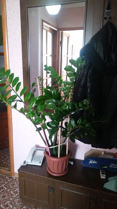 Продам долларовое дерево