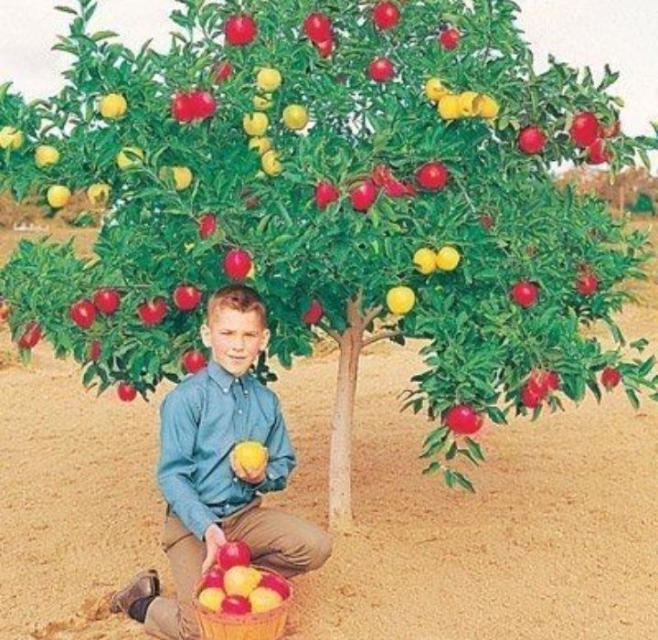 Pomi Fructiferi Duo (Măr )