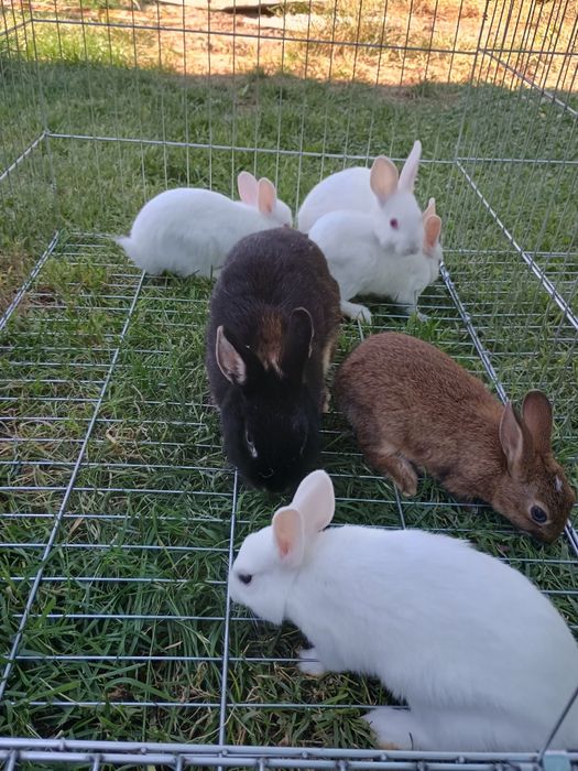 Iepuri pitici iepuri de companie pitic olandez