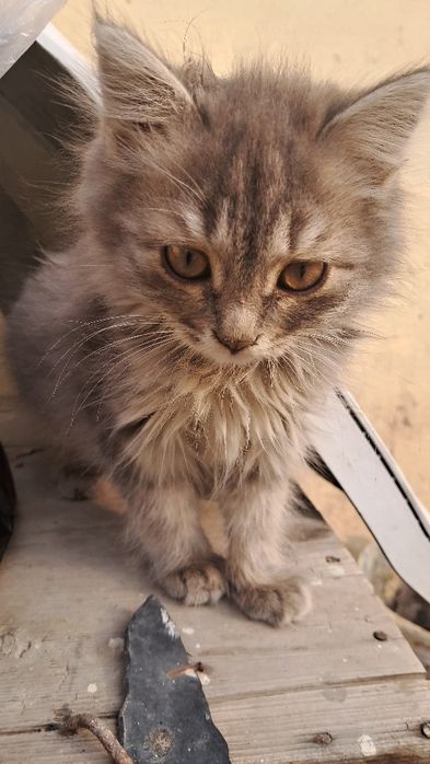 Текинга берилади. Яхши инсонга