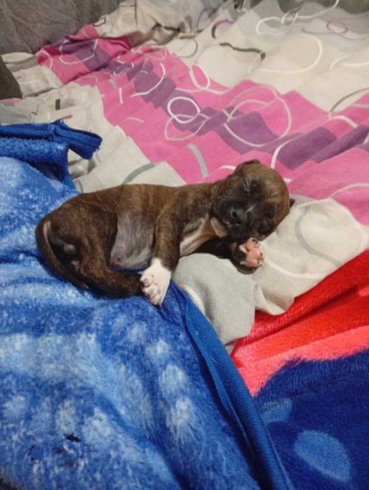 Питбул мъжки 2 месеца